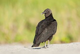 Image. Black Vulture
