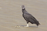 Image. Black Vulture