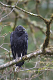 Image. Black Vulture