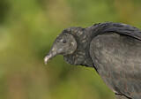 Image. Black Vulture