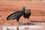 Image. Black Vulture