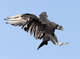 Image. Black Vulture