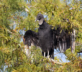Image. Black Vulture