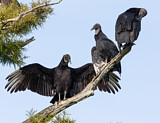 Image. Black Vulture