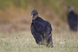 Image. Black Vulture