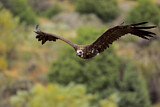Image. Black Vulture
