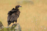 Image. Black Vulture