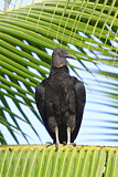 Image. Black Vulture