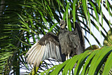 Image. Black Vulture