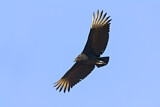 Image. Black Vulture