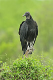 Image. Black Vulture