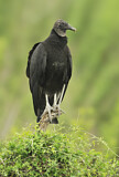 Image. Black Vulture