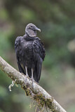 Image. Black Vulture