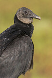 Image. Black Vulture