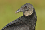 Image. Black Vulture