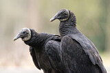 Image. Black Vulture