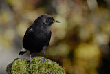 Image. Black Wheatear