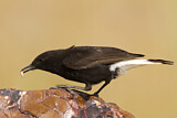 Image. Black Wheatear