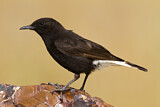 Image. Black Wheatear
