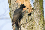 Image. Black Woodpecker