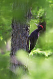 Image. Black Woodpecker