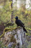 Image. Black Woodpecker
