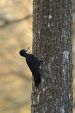 Image. Black Woodpecker