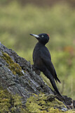 Image. Black Woodpecker