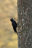 Image. Black Woodpecker