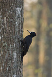 Image. Black Woodpecker