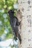 Image. Black Woodpecker