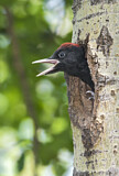 Image. Black Woodpecker