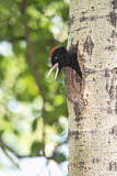 Image. Black Woodpecker