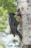 Image. Black Woodpecker
