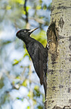 Image. Black Woodpecker
