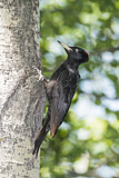 Image. Black Woodpecker