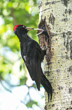 Image. Black Woodpecker
