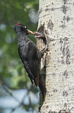 Image. Black Woodpecker