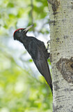 Image. Black Woodpecker