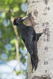 Image. Black Woodpecker