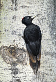 Image. Black Woodpecker
