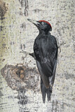 Image. Black Woodpecker