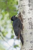 Image. Black Woodpecker