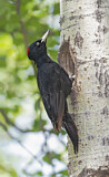 Image. Black Woodpecker