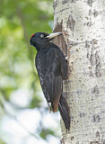 Image. Black Woodpecker