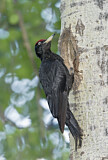 Image. Black Woodpecker