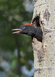 Image. Black Woodpecker
