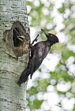 Image. Black Woodpecker