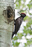 Image. Black Woodpecker