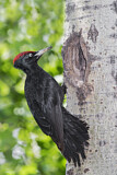 Image. Black Woodpecker